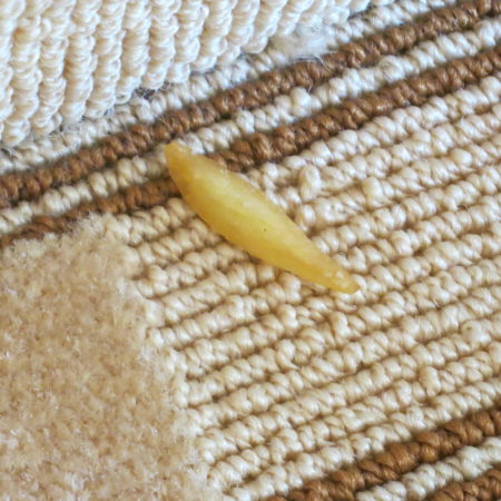 A singular French fry